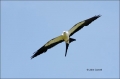 Elanoides-forficatus;Kite;Flight;Swallow-tailed-Kite;Birds-of-Prey;curved-beak;h